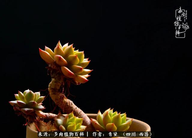 八字在线测试相克