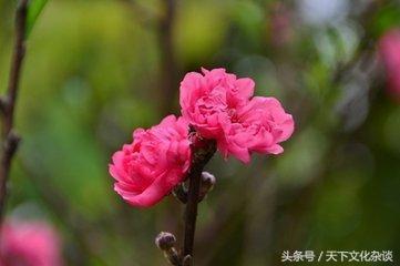 八字纯阳能结婚吗 八字纯阳能结婚吗
