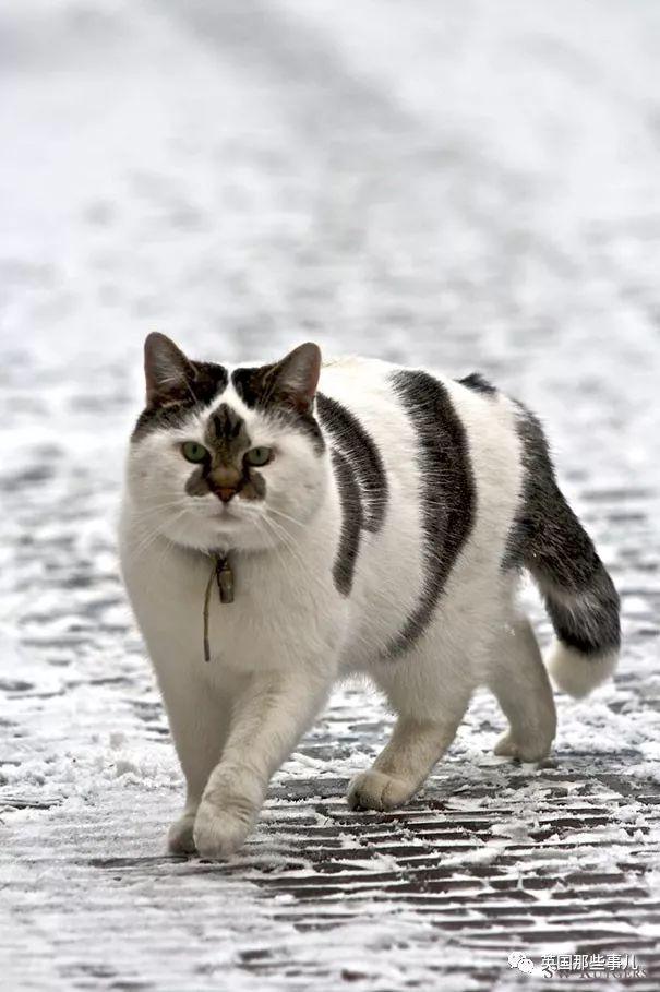 相猫八字眉的猫好吗 相猫八字眉的猫好吗