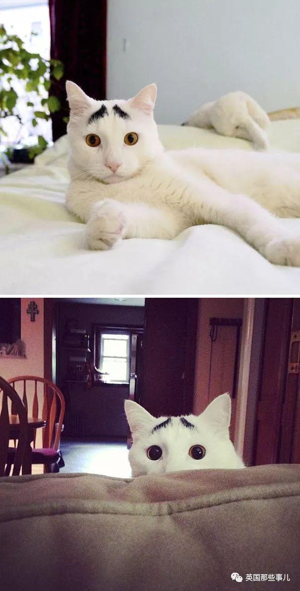 相猫八字眉的猫好吗 相猫八字眉的猫好吗