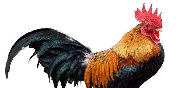鸡人2022年每月运势如何