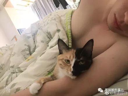 相猫八字眉的猫好吗 相猫八字眉的猫好吗