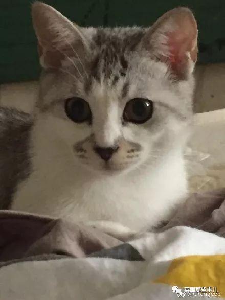相猫八字眉的猫好吗 相猫八字眉的猫好吗