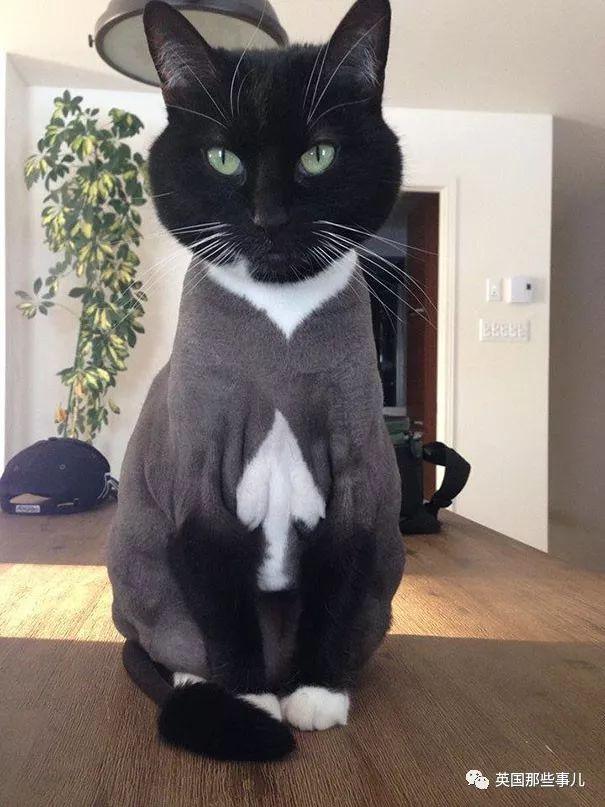 相猫八字眉的猫好吗 相猫八字眉的猫好吗