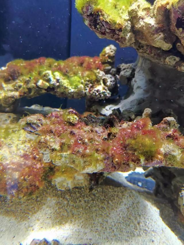 八字脑可以喂虾肉吗 八字脑可以喂虾肉吗
