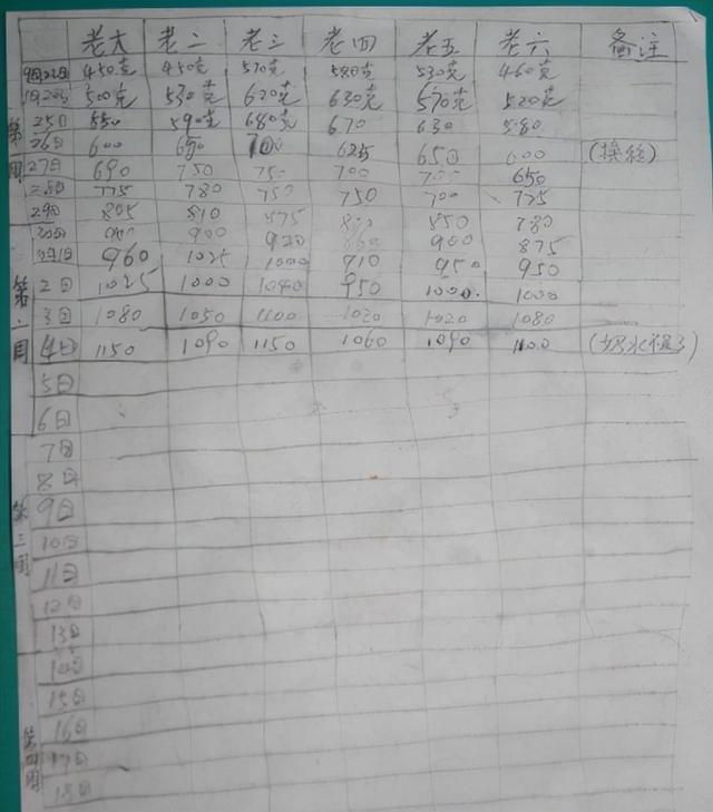 一年德牧前腿外八字能改正吗