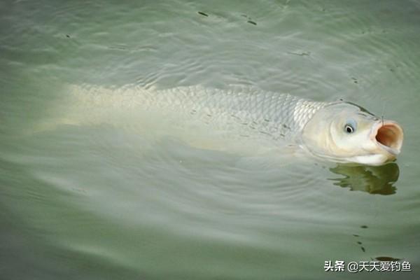 手竿八字环的连接 手竿八字环的连接