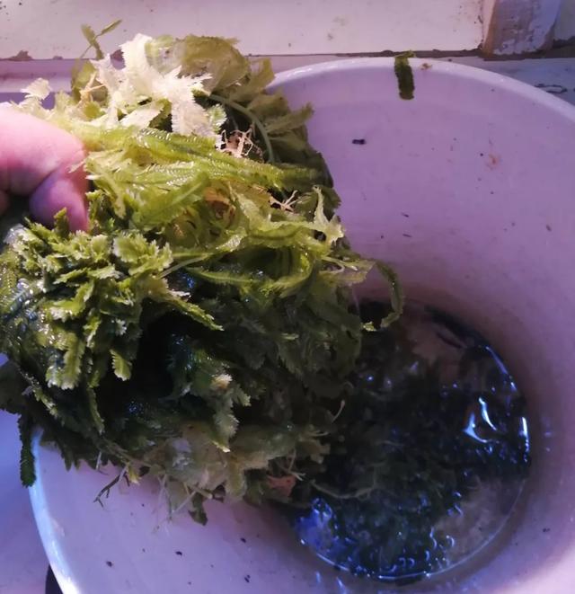 八字脑可以喂虾肉吗 八字脑可以喂虾肉吗