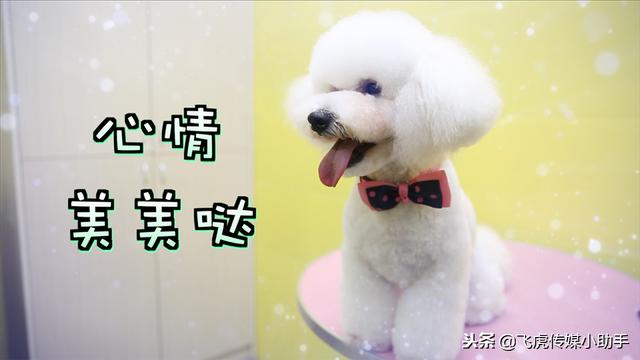 比熊八字头 比熊八字头