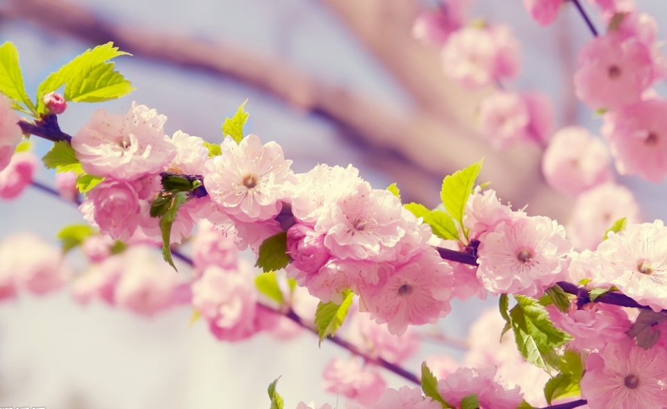 八字桃花漂亮