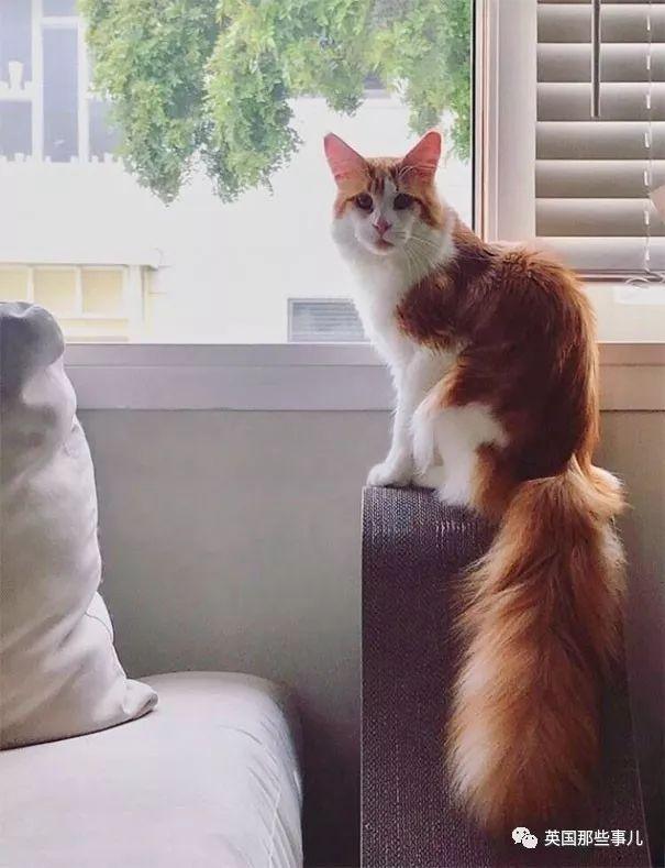 相猫八字眉的猫好吗 相猫八字眉的猫好吗