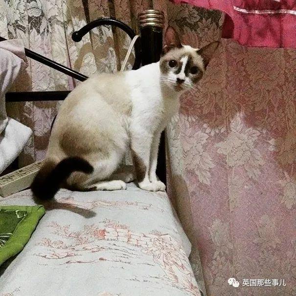 相猫八字眉的猫好吗 相猫八字眉的猫好吗
