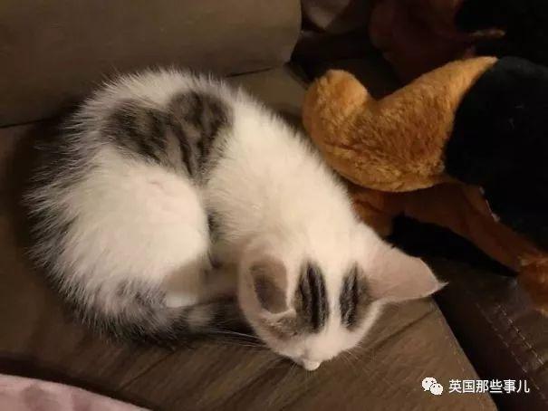 相猫八字眉的猫好吗 相猫八字眉的猫好吗