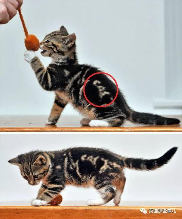 相猫八字眉的猫好吗 相猫八字眉的猫好吗