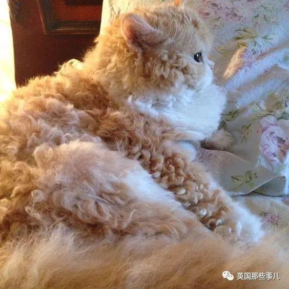 相猫八字眉的猫好吗 相猫八字眉的猫好吗