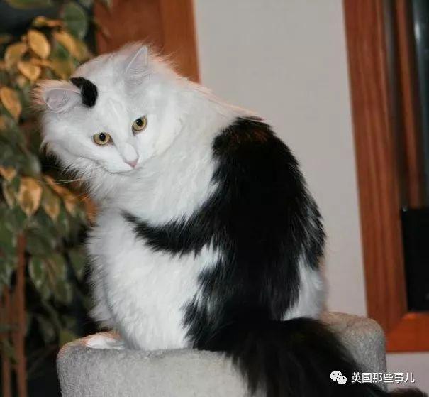 相猫八字眉的猫好吗 相猫八字眉的猫好吗