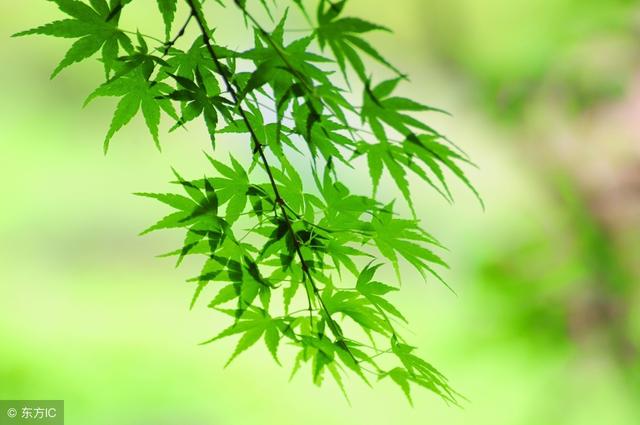 2018狗年宝宝八字测算
