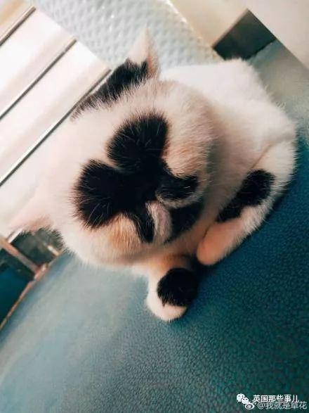 相猫八字眉的猫好吗 相猫八字眉的猫好吗