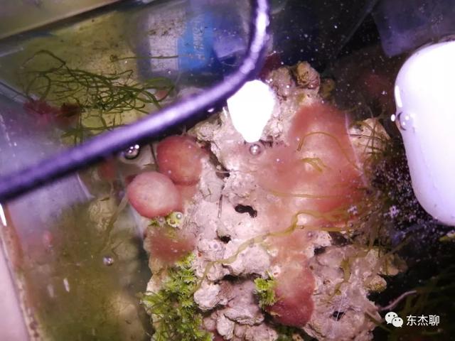 八字脑可以喂虾肉吗 八字脑可以喂虾肉吗