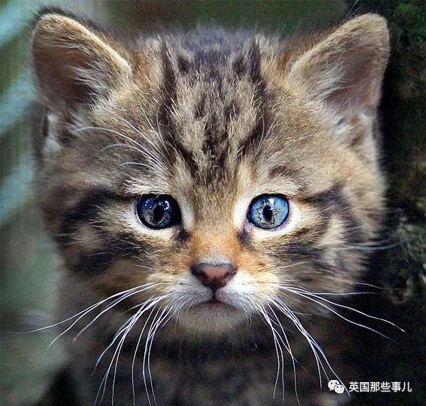 相猫八字眉的猫好吗 相猫八字眉的猫好吗