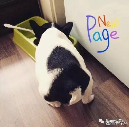相猫八字眉的猫好吗 相猫八字眉的猫好吗