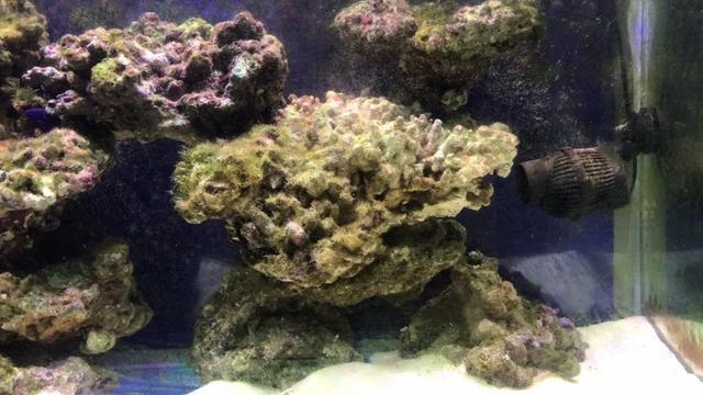 八字脑可以喂虾肉吗 八字脑可以喂虾肉吗