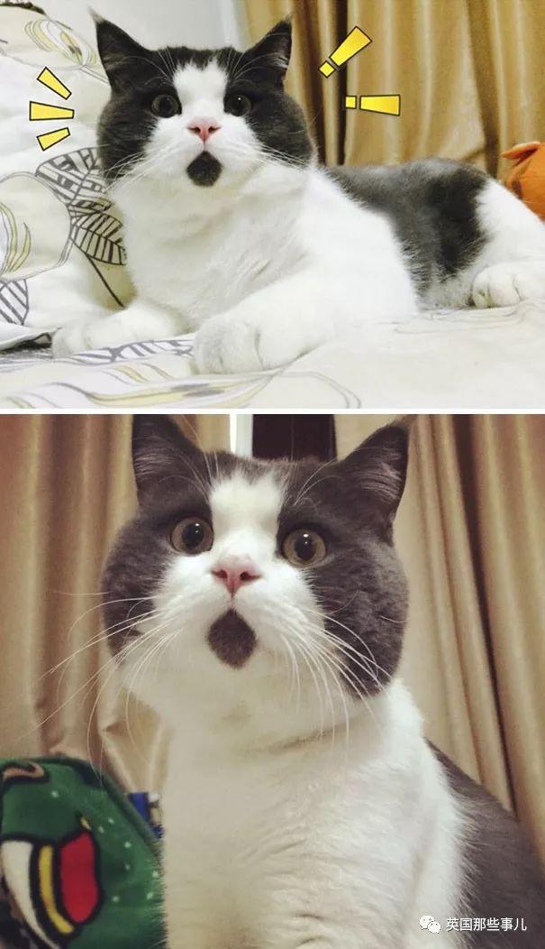 相猫八字眉的猫好吗 相猫八字眉的猫好吗