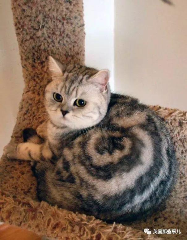 相猫八字眉的猫好吗 相猫八字眉的猫好吗