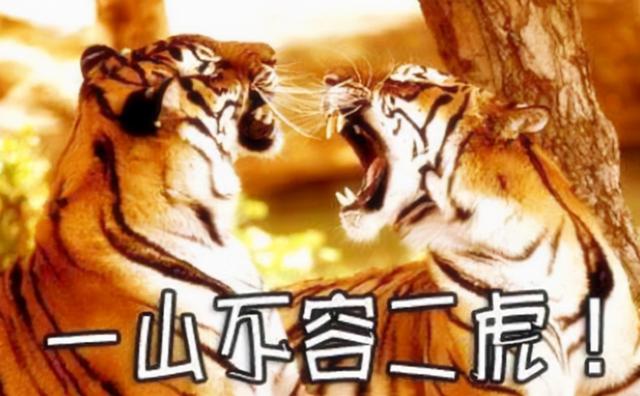 属虎的跟属猴的八字合不合 属虎的跟属猴的八字合不合