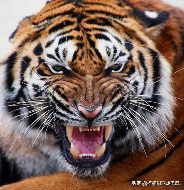 丙申日柱看2022年壬寅年运势 丙申日柱看2022年壬寅年运势