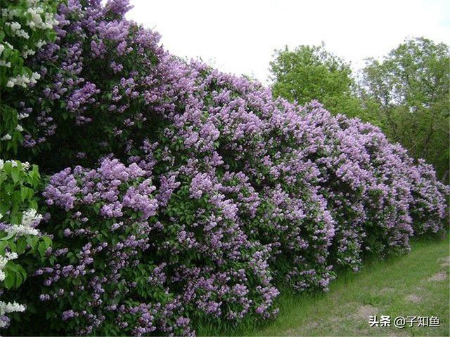 狮子座2022年塔罗牌运势视频 狮子座2022年塔罗牌运势视频