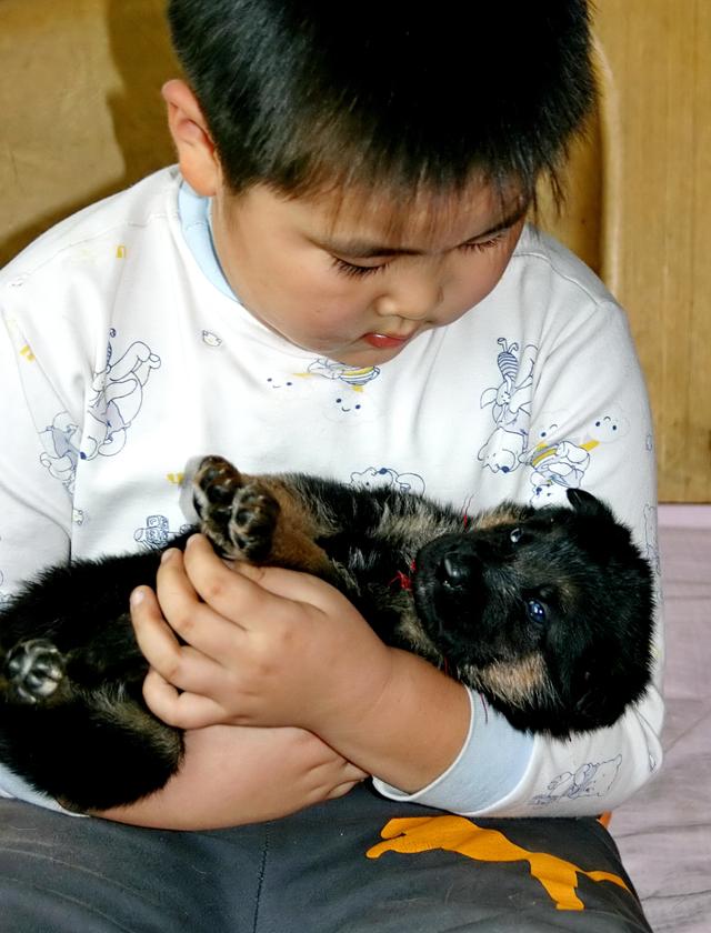 一年德牧前腿外八字能改正吗