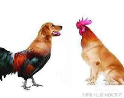 属鸡的和属狗的八字合不合适