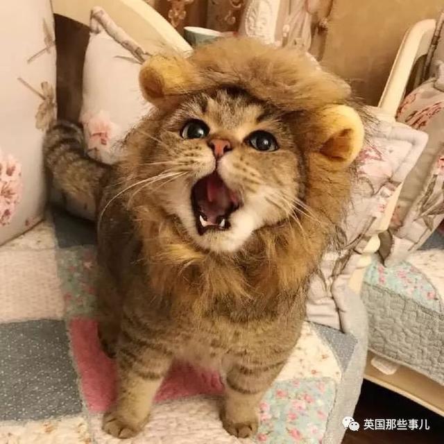 相猫八字眉的猫好吗 相猫八字眉的猫好吗