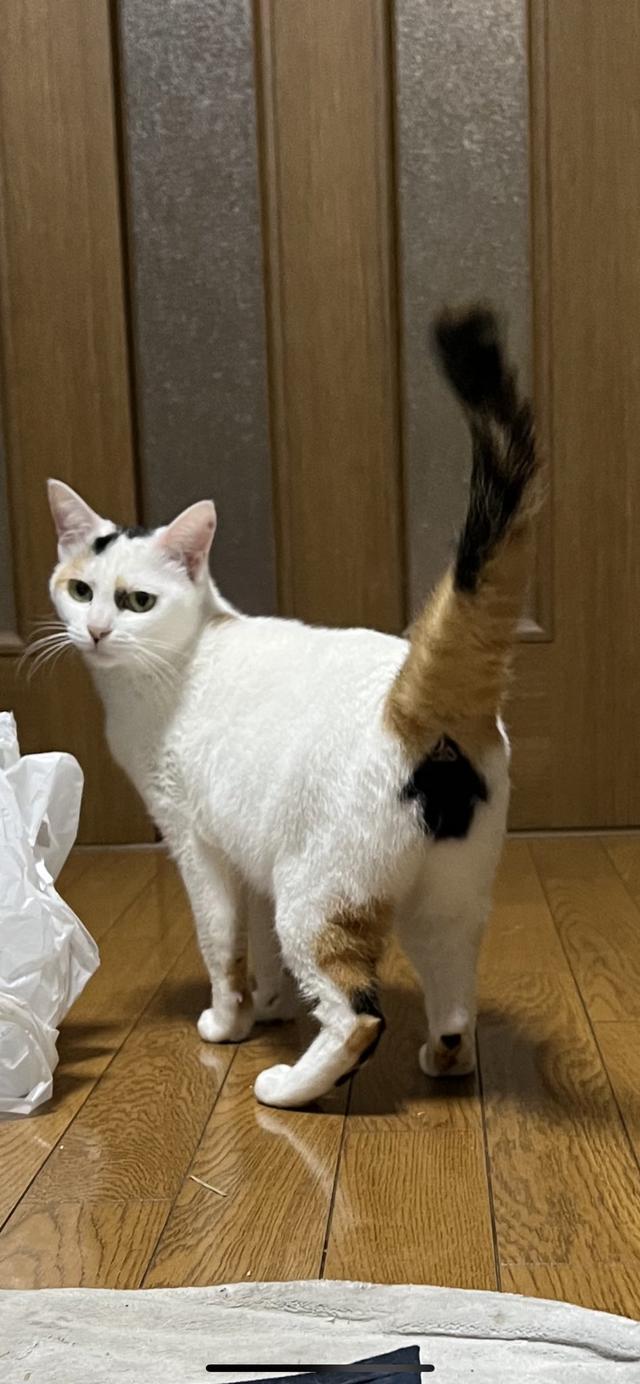 头顶有黑色八字图案的猫 头顶有黑色八字图案的猫