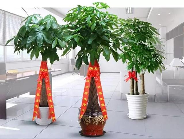 八字喜水适合种的植物