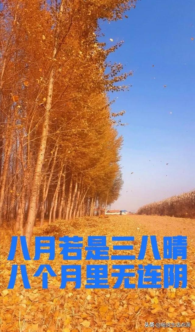 1981年农历8月28日八字 1981年农历8月28日八字