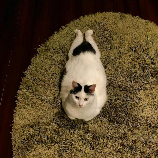 头顶有黑色八字图案的猫 头顶有黑色八字图案的猫