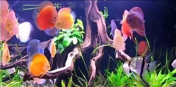 八字喜水适合种的植物