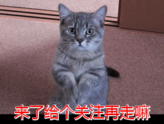 八字给狗狗取名