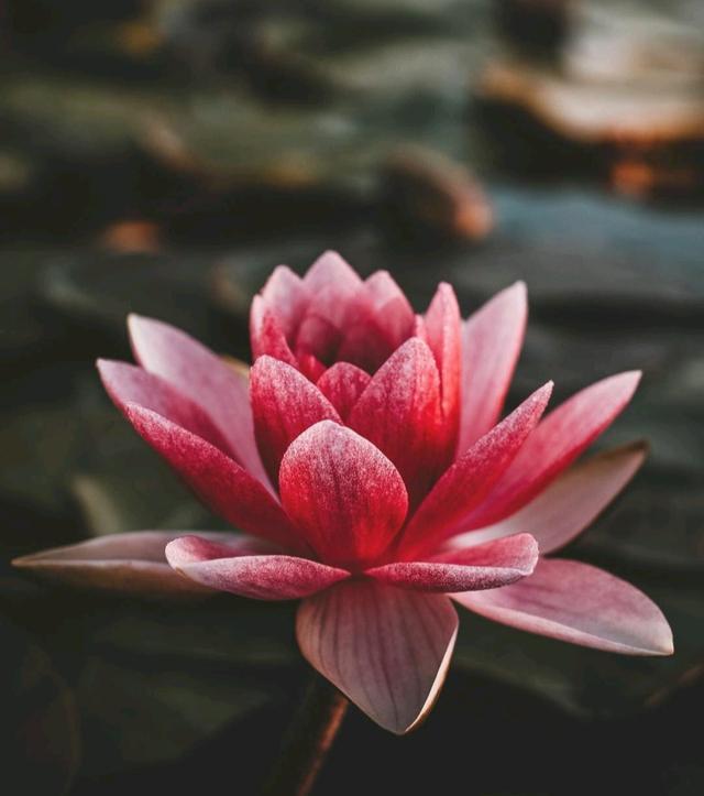 八字性格温顺例子 八字性格温顺例子