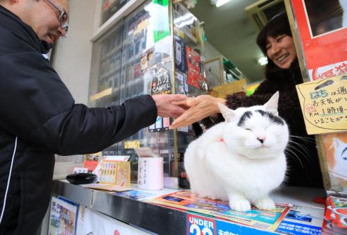 头顶有黑色八字图案的猫 头顶有黑色八字图案的猫