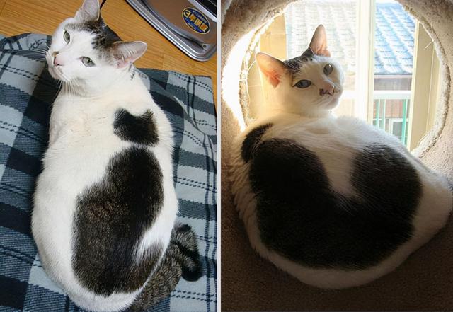 头顶有黑色八字图案的猫 头顶有黑色八字图案的猫