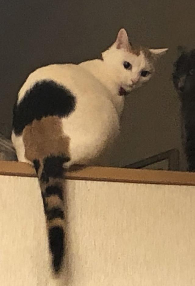 头顶有黑色八字图案的猫 头顶有黑色八字图案的猫