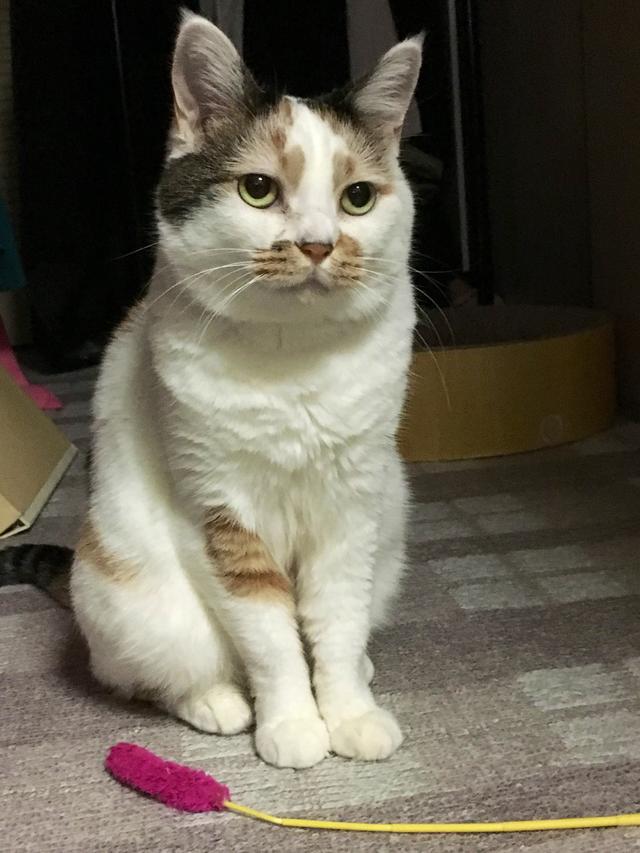 头顶有黑色八字图案的猫 头顶有黑色八字图案的猫