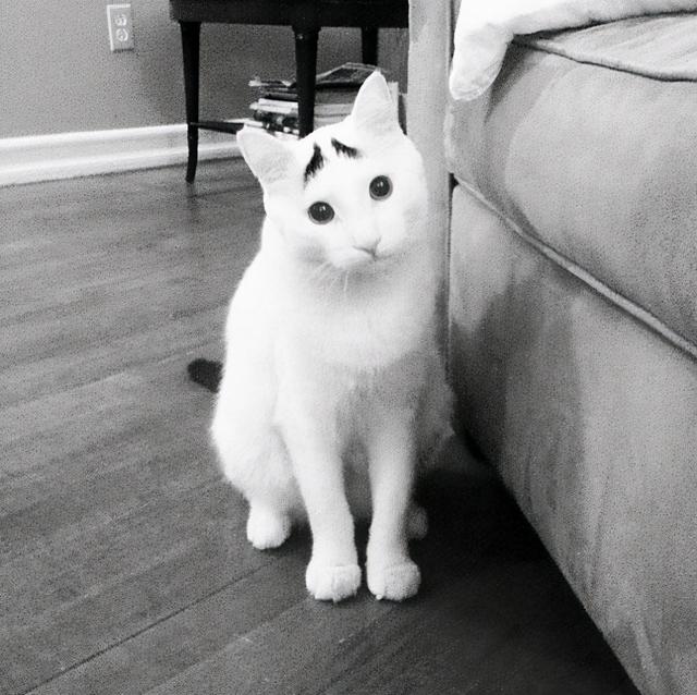 头顶有黑色八字图案的猫 头顶有黑色八字图案的猫
