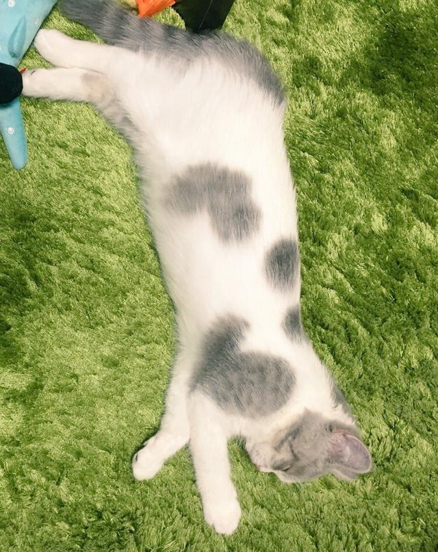 头顶有黑色八字图案的猫 头顶有黑色八字图案的猫