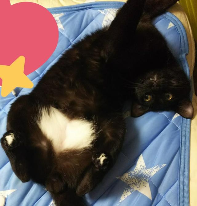 头顶有黑色八字图案的猫 头顶有黑色八字图案的猫