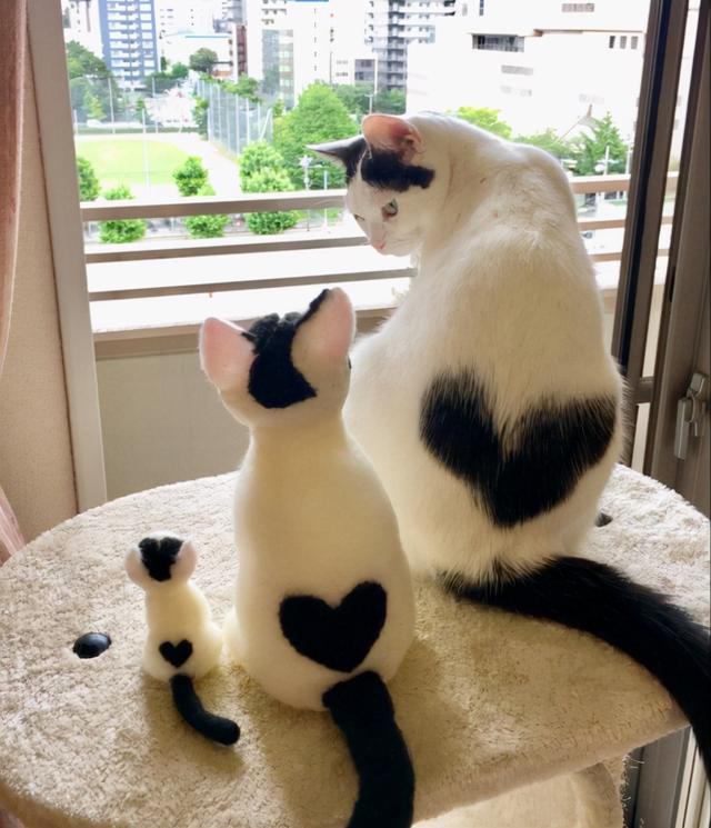 头顶有黑色八字图案的猫 头顶有黑色八字图案的猫