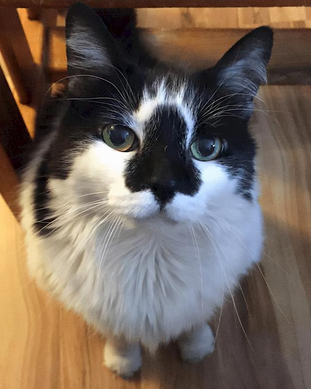 头顶有黑色八字图案的猫 头顶有黑色八字图案的猫